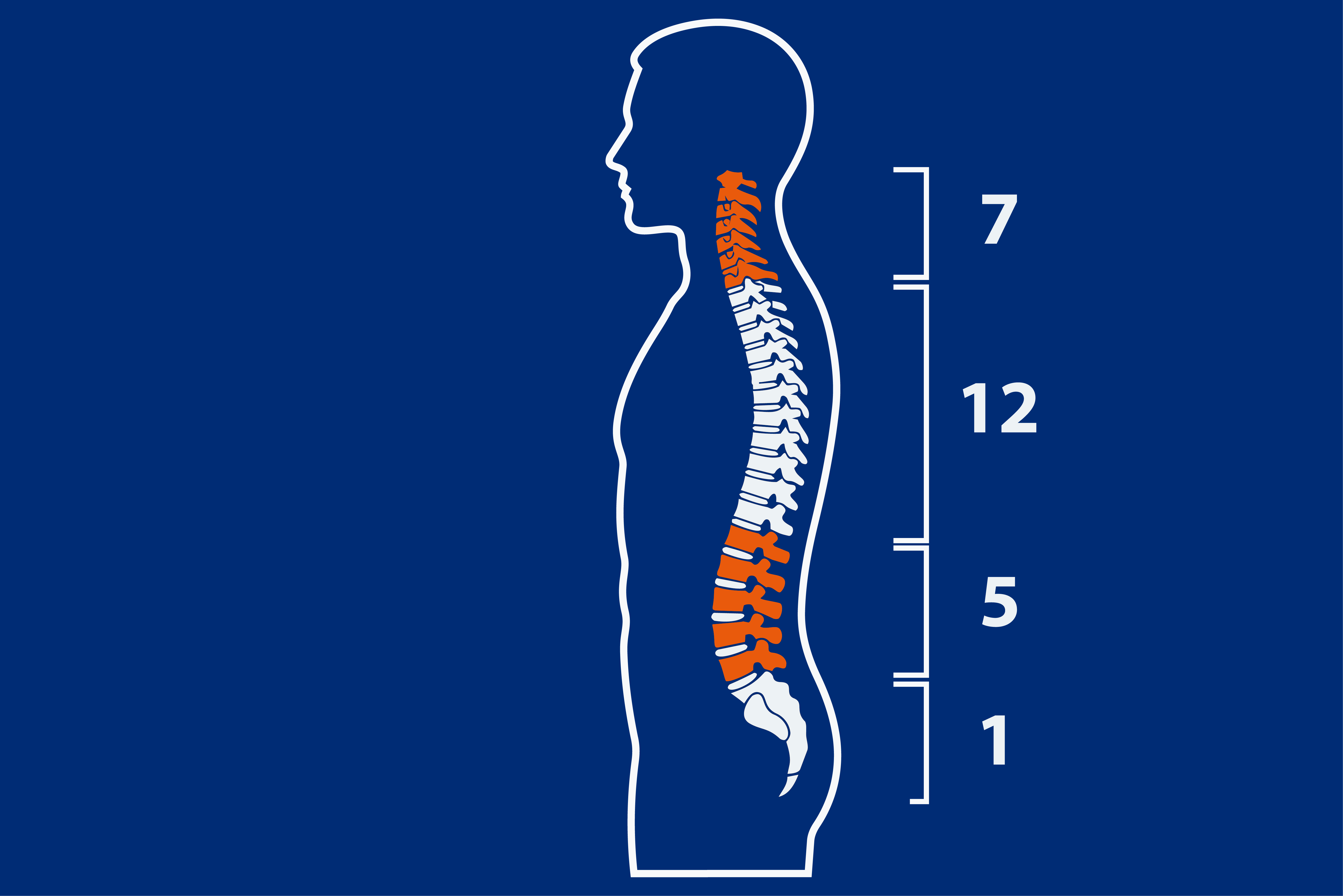 Aufbau der Wirbelsäule, Anatomie, menschliche Wirbelsäule