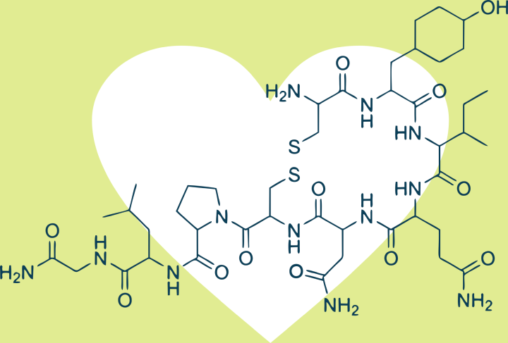 Oxytocin, das Liebeshormon, Bindungshormon, Hypooxytocinämie, Hyperoxytocinämie, Oxytocinmangel, Oxytocinüberschuss