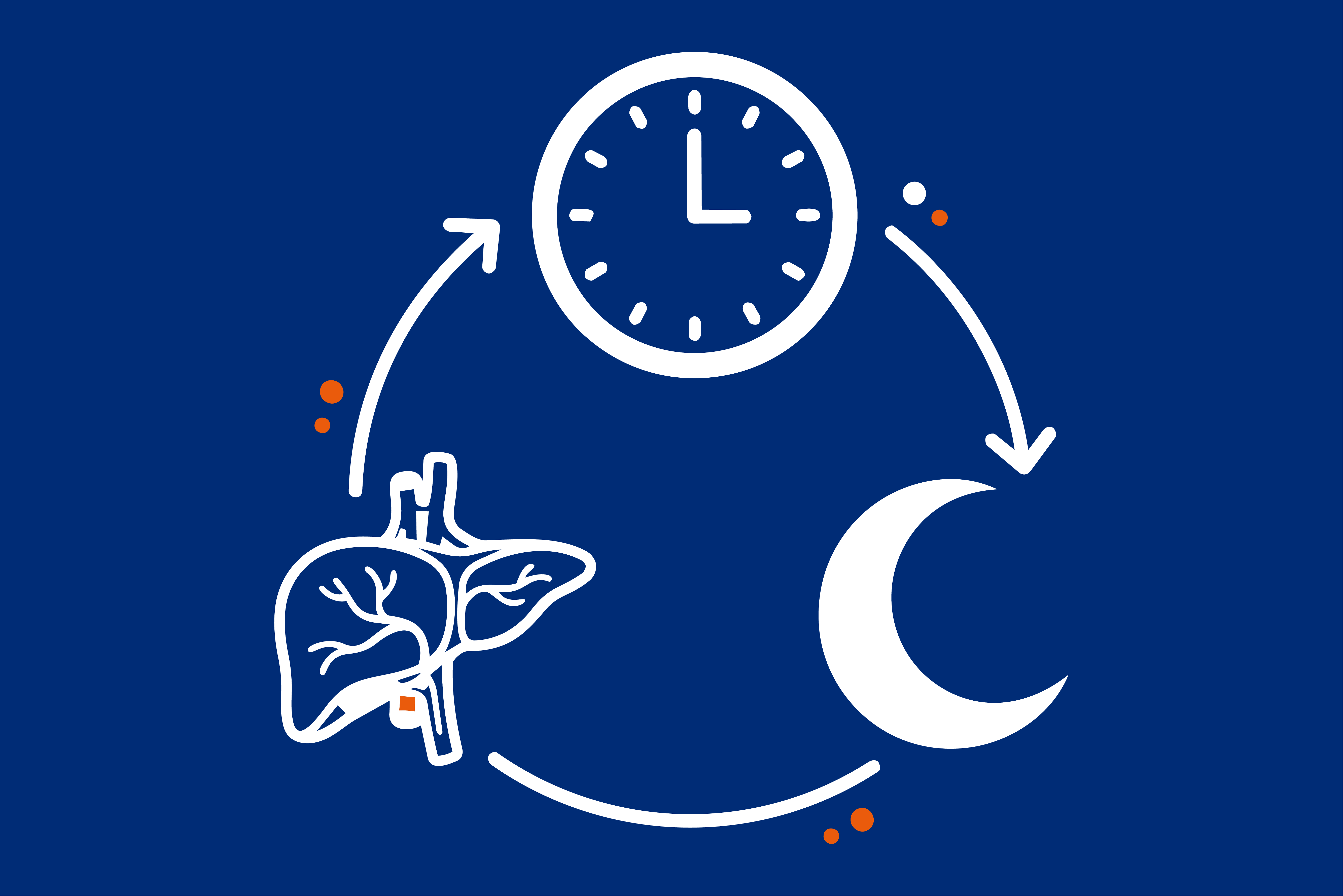 Leber, Leberfunktionen, Gesundheit