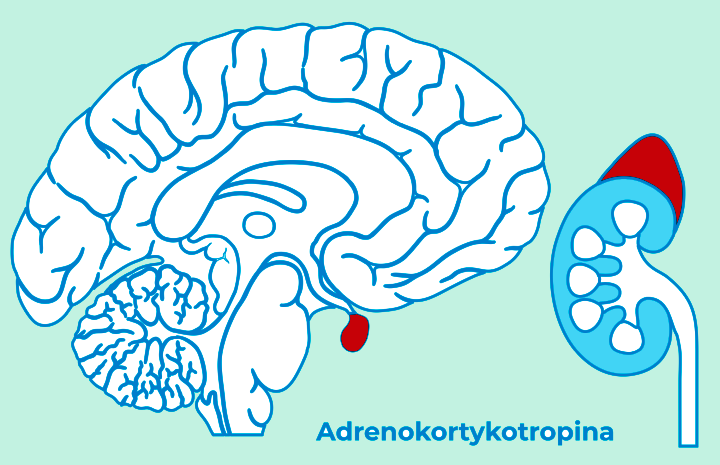 Hormon adrenokortykotropowy, ACTH, kora nadnerczy, zespół Cushinga, choroba Cushinga, zespół nadnerczo-płciowy, niskie ACTH, wysokie ACTH