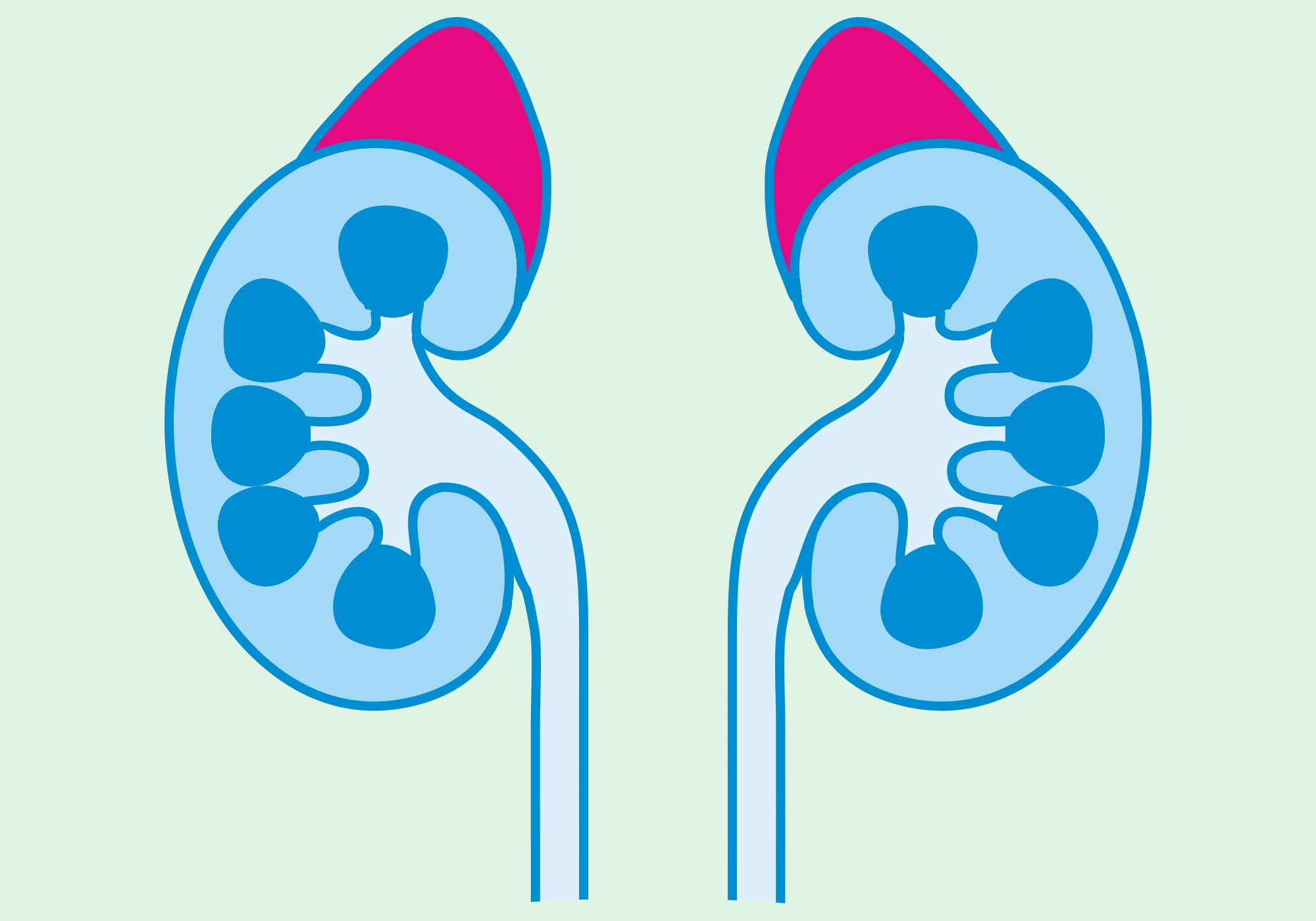 Aldosterone, adrenal glands, adrenal diseases