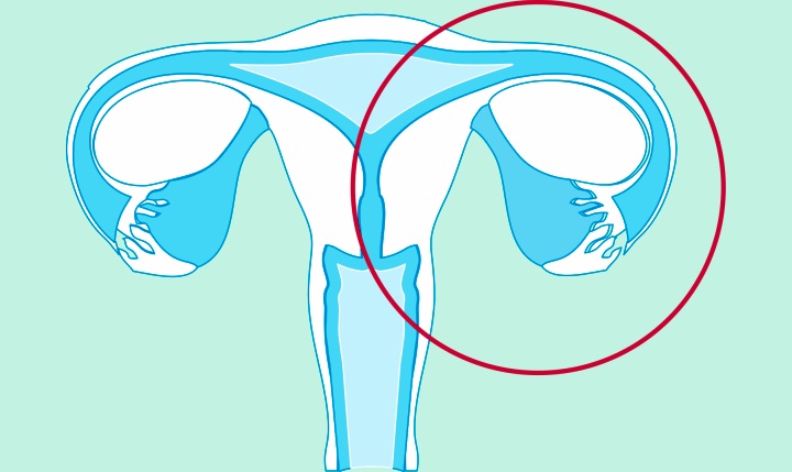 Estradiol, E2, estrogens, ovaries, libido, excess of estradiol, deficiency of estradiol