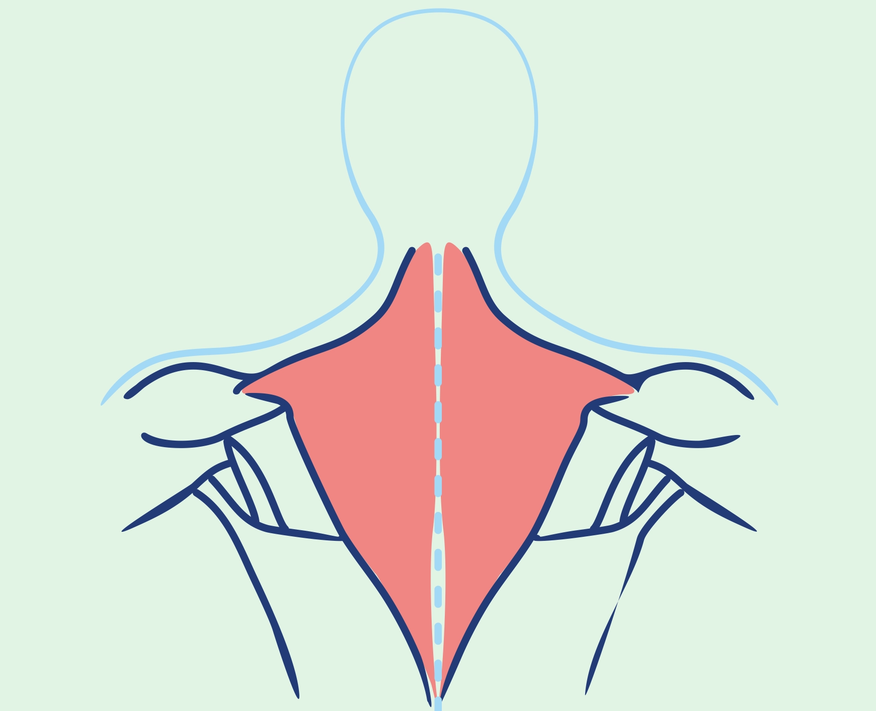 Trapezius muscle, role of the trapezius muscle, back structure