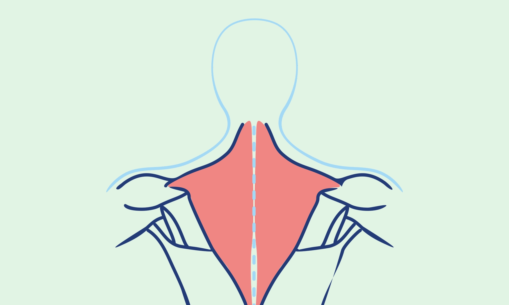 Trapezius muscle, role of the trapezius muscle, back structure