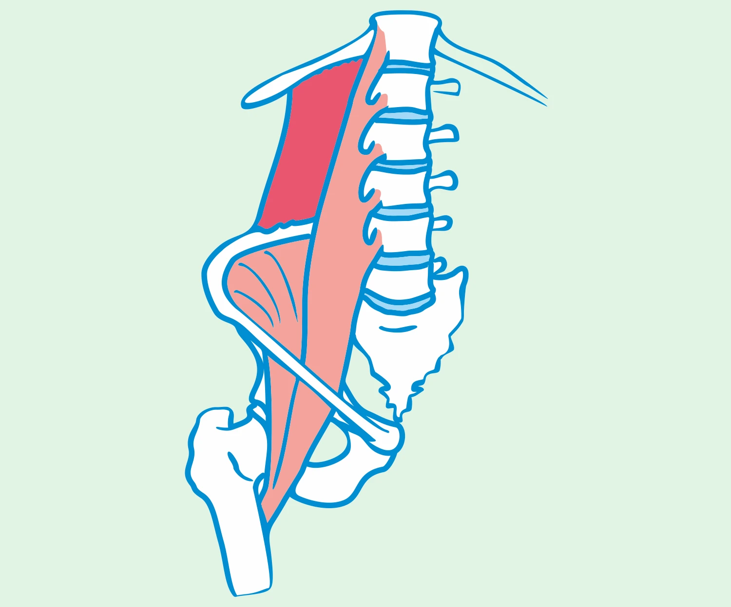 Quadratus lumborum muscle, QL, greater psoas muscle, PSOAS