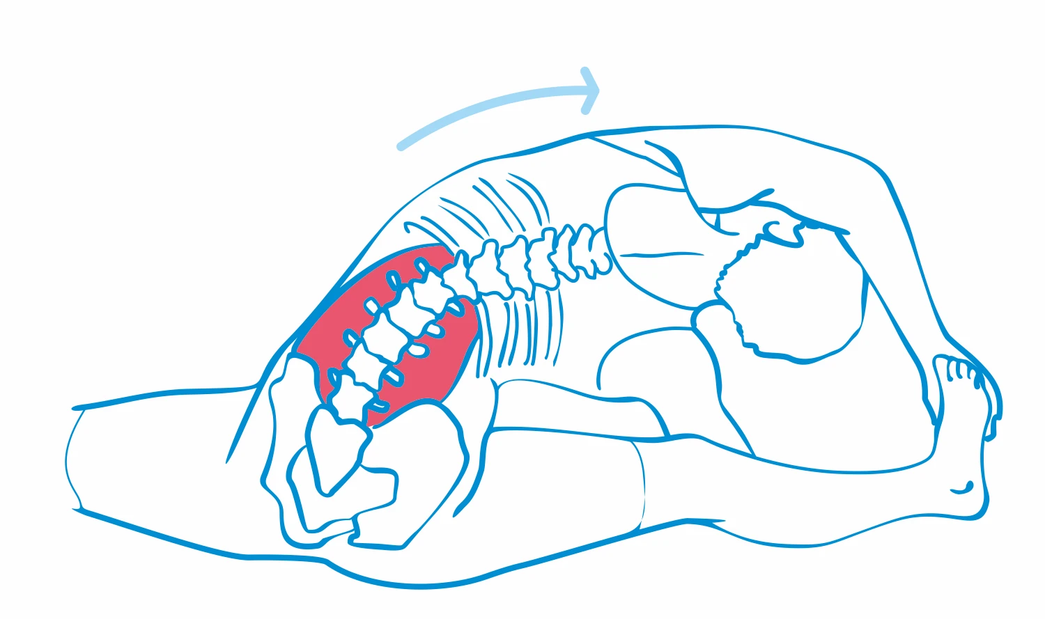 Mięśnie kręgosłupa, restytucja posturalna, ćwiczenia korekcyjne na kręgosłup